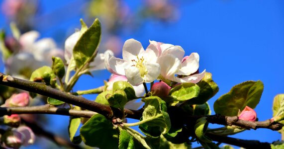 Almond apple beautiful photo