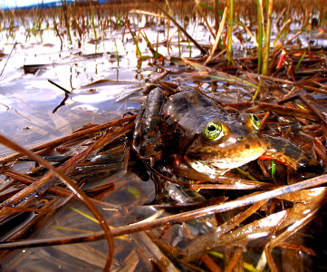 Oregon spotted frog photo