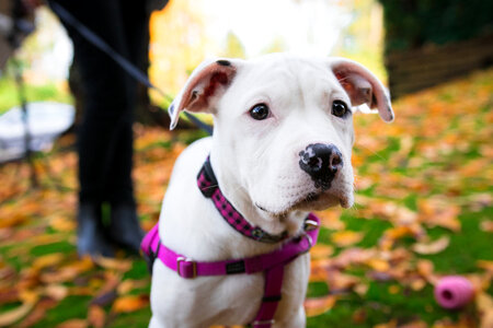 White Dog on Leash photo