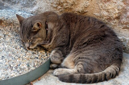 Sleeping pebbles wall photo