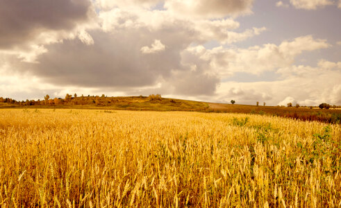 Wheat field on a background of clouds photo