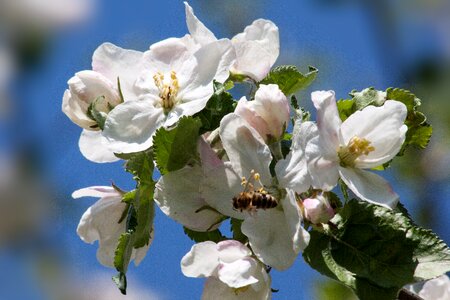 Spring lenz one