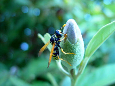 Bud bug wasp