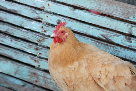 Chicken farm agriculture animal photo