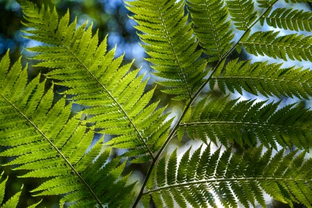 Tropical green lush photo