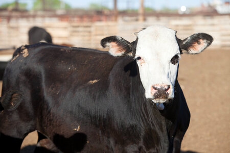 Cattle ranch-13