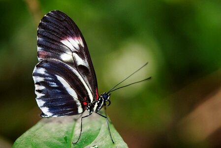 Animal black green