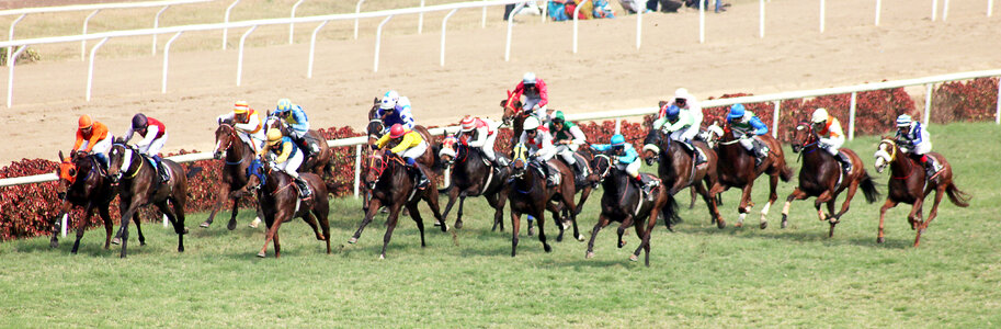 Horse Racing Derby Running