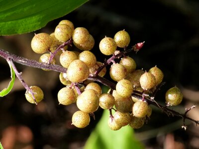 Nature natural sweet