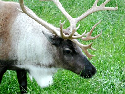Caribou chief close