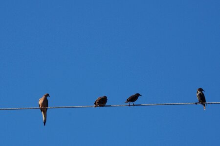 Animals bird blue sky