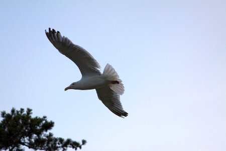 Flying gull flying bird bird in flight photo