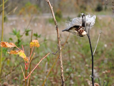 Asclepias Syriaca common seed
