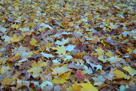Maple leaves covered fall leaves