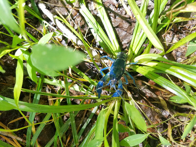 Blue crayfish-6
