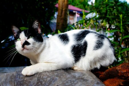 Black And White domestic cat fur