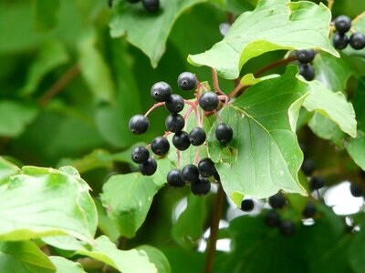 Black fruits cornus photo