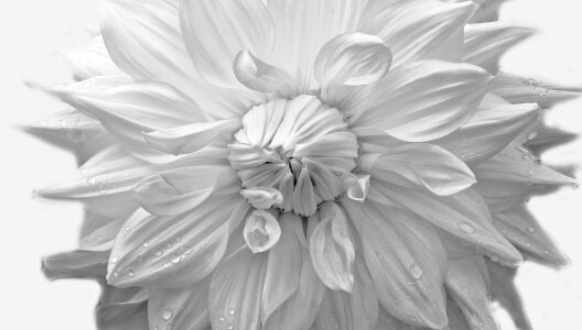 Nature macro background