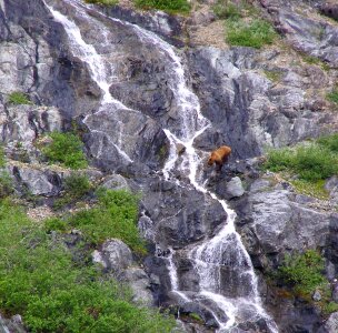 Brown bear in waterfall photo