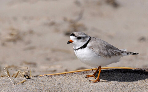 Piping Plover