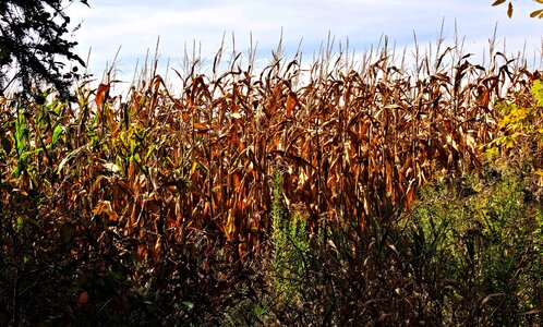 Colors dry grass fields photo