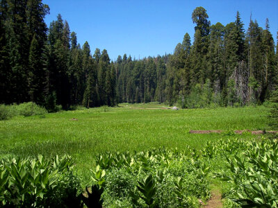 Crescent Meadow in Sequoia National Park, California photo