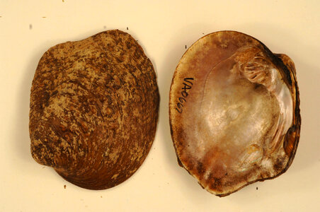 Cyclonaias tuberculata-2
