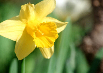 Yellow miniature daffodils in green grass photo