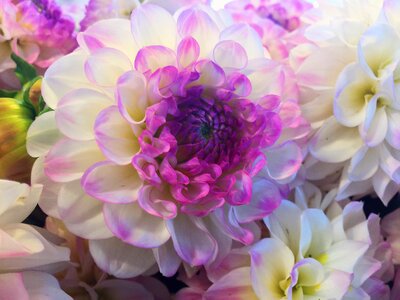 Bloom macro closeup