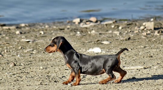 Adorable beach beautiful image photo