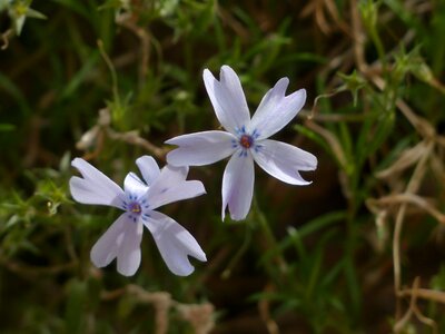 Plant light blue phlox subulata photo