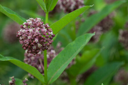 Common Milkweed-3 photo
