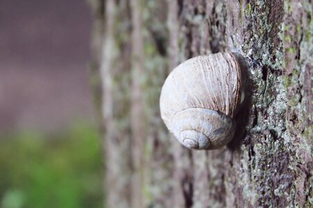 Shell nature mollusk photo