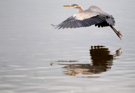 Animal avian beak photo