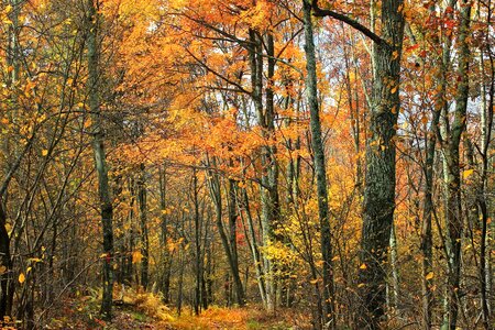 Autumn autumn season bark photo