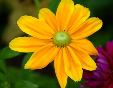 Flower plant yellow flowers