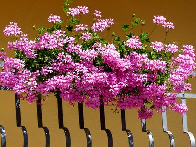 Ornamental plant balcony plant pelargonium peltatum hybrid photo