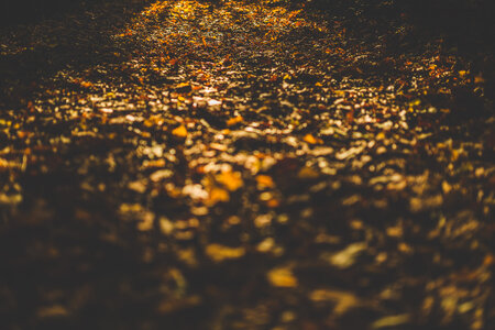 Forest Floor Leaves Autumn photo