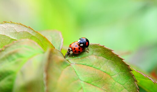 Ladybird harmonia axyridis ladybug photo