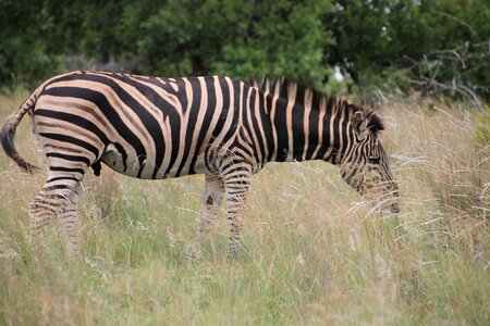 Wildlife animals wilderness
