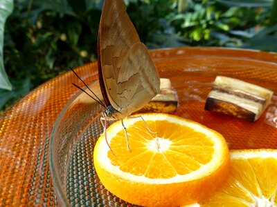 Animal biology butterfly