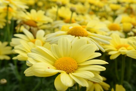 Beautiful Flowers biology blooming