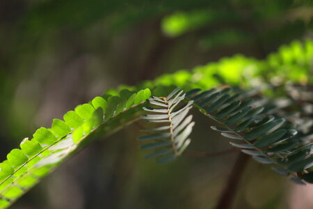 Weed Plant Closeup photo