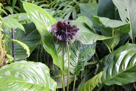 Beautiful Flowers biology blooming