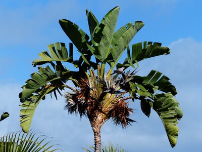Similar to palm palm leaf caudata