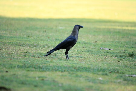 Crow Grass photo
