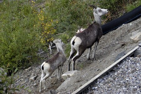 Sheep wild wildlife photo