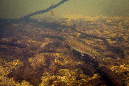 Rainbow trout swim in Meadow Creek-3 photo