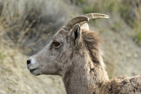 Ovis canadenis animal mammal