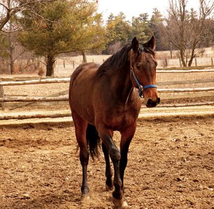 The horse countryside grazing photo